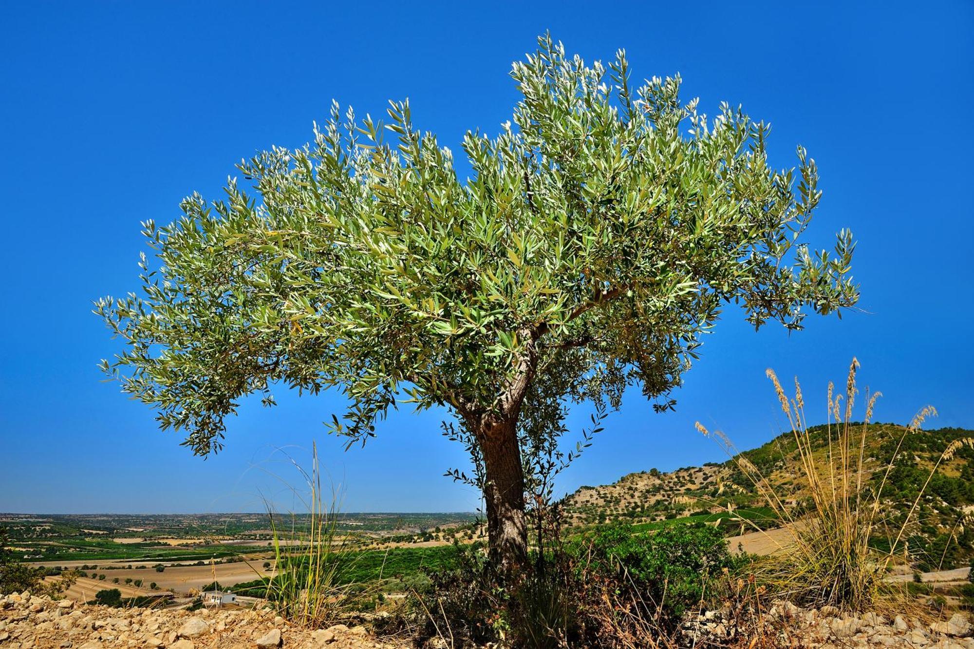 فنادق كاليكوروس منتجع وسبا نوتو المظهر الخارجي الصورة